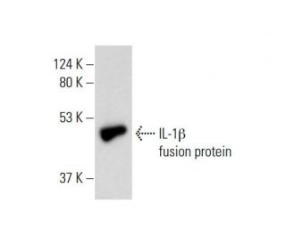 IL-1 beta/IL1B Antibody (AS57) - Western Blotting - Image 138998 