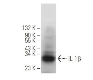 western blotting image from recommended IL-1 beta/IL1B (E7-2-hIL1β) monoclonal antibody replacement. Image 379246