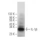 western blotting image from recommended IL-1 beta/IL1B (E7-2-hIL1β) monoclonal antibody replacement. Image 379246