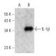 IL-1 beta/IL1B Antibody (H-8) - Western Blotting - Image 364821