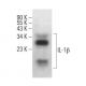 IL-1 beta/IL1B Antibody (H-8) - Western Blotting - Image 379620 