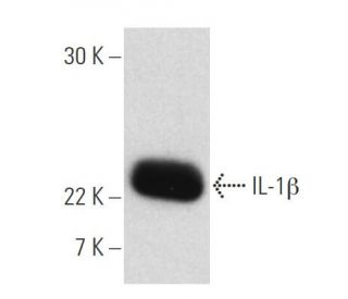 western blotting image from recommended IL-1 beta/IL1B (B122) monoclonal antibody replacement. Image 2609