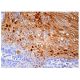 IL-1ra Antibody (A-11) - Immunohistochemistry - Image 158586