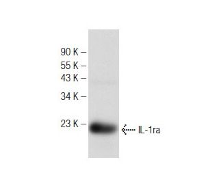 western blotting image from recommended IL-1ra (A-4) monoclonal antibody replacement. Image 148733