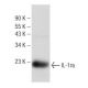 western blotting image from recommended IL-1ra (A-4) monoclonal antibody replacement. Image 148733