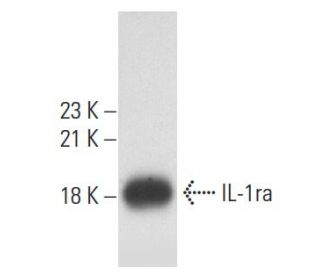 IL-1ra Antibody (6A8) - Western Blotting - Image 57673 
