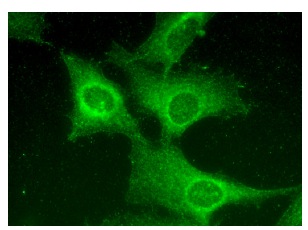 IL-1RAcP Antibody (D-5) | SCBT - Santa Cruz Biotechnology