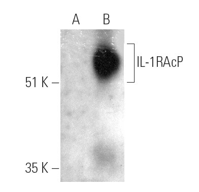 il-1racp-antibody-d-5-western-
