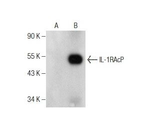 IL-1RAcP Antibody (D-5) - Western Blotting - Image 160877Each CRISPR/Cas9 Knockout (KO) Plasmid product consists of a pool of 3 plasmids designed to ensure identification and cleavage of a specific gene for maximum knockout efficiency. Each plasmid encodes a unique 20 nt sequence derived from the GeCKO (v2) library. 