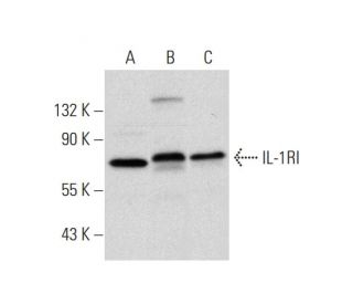 western blotting image from recommended IL-1RI (H-8) monoclonal antibody replacement. Image 300160