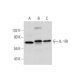 western blotting image from recommended IL-1RI (H-8) monoclonal antibody replacement. Image 300160