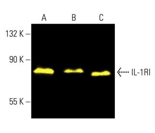 IL-1RI Antibody (H-8) - Western Blotting - Image 402236