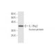 IL-1Rrp2 Antibody (5G5) - Western Blotting - Image 348977