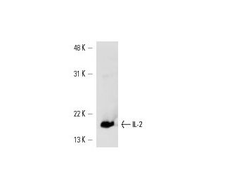 IL-2 Antibody (500-M02): sc-65357