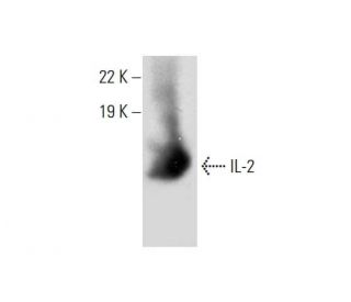 IL-2 Antibody (G-6) - Western Blotting - Image 299311