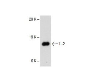 western blotting image from recommended IL-2 (F-5) monoclonal antibody replacement. Image 145733