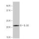 IL-20 Antibody (PL-C21) - Western Blotting - Image 64974 