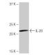 IL-20 Antibody (PL-C21) - Western Blotting - Image 64975