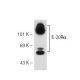 IL-20Rα Antibody (EE09) - Western Blotting - Image 54896 