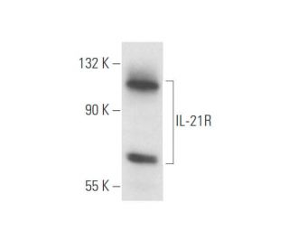 IL-21R Antibody (H-11) - Western Blotting - Image 57824 