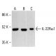 IL-22Rα1 Antibody (3-RE40) - Western Blotting - Image 412845
