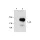 IL-23 Antibody (C-3) - Western Blotting - Image 131242 