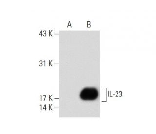 IL-23 Antibody (C-3) - Western Blotting - Image 133991 