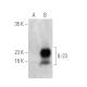IL-23 Antibody (C-3) - Western Blotting - Image 388946