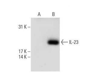 IL-23 Antibody (D-12) - Western Blotting - Image 132691