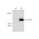 IL-23 Antibody (D-12) - Western Blotting - Image 132691