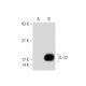 western blotting image from recommended IL-23 (C-3) monoclonal antibody replacement. Image 133991