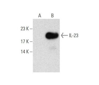 IL-23 Antibody (G-6) - Western Blotting - Image 131240