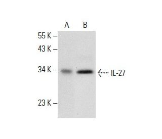 IL-27 Antibody (C-8) - Western Blotting - Image 288496