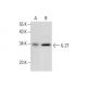 IL-27 Antibody (C-8) - Western Blotting - Image 288496