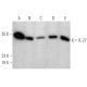 IL-27 Antibody (LB-L22) - Western Blotting - Image 368256 