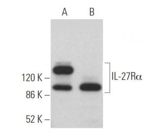 IL-27R&alpha; Antibody (F-7) - Western Blotting - Image 365191 