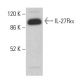 IL-27Rα Antibody (F-7) - Western Blotting - Image 382322 