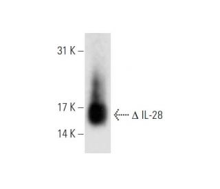 IL-28 Antibody (A-3) - Western Blotting - Image 80924