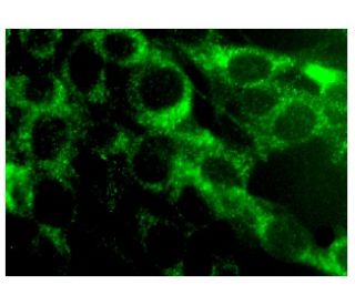 IL-28 Antibody (D-12) - Immunofluorescence - Image 282691 