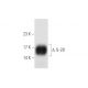 IL-28 Antibody (D-12) - Western Blotting - Image 59298