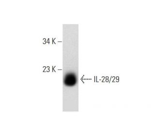 western blotting image from recommended IL-28/29 (H-1) monoclonal antibody replacement. Image 145500