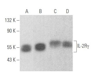 IL-2Rγ Antibody (E-7) - Western Blotting - Image 355703