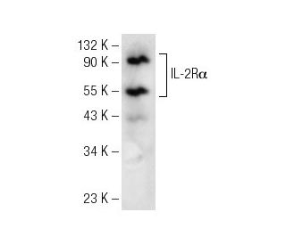 IL-2R&alpha; Antibody (C-11) - Western Blotting - Image 141770 