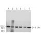 IL-2Rα Antibody (C-11) - Western Blotting - Image 362073