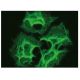 IL-2Rα Antibody (G-7) - Immunofluorescence - Image 149840 