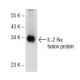 IL-2Rα Antibody (G-7) - Western Blotting - Image 145628