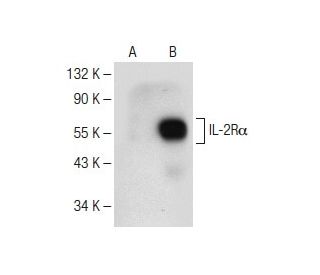 IL-2R&alpha; Antibody (H-6) - Western Blotting - Image 147835