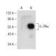 IL-2Rα Antibody (H-6) - Western Blotting - Image 147835