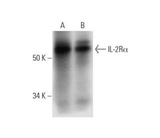 western blotting image from recommended IL-2Rα (C-9) monoclonal antibody replacement. Image 294597