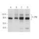 IL-2Rβ Antibody (C-10) - Western Blotting - Image 356706 